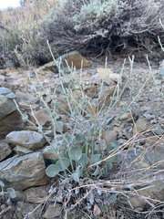 Eriogonum panamintense
