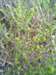 Aspalathus hispida hispida