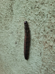 Brassolis sophorae
