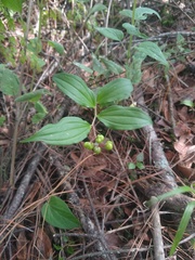Maianthemum scilloideum