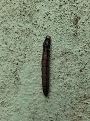 Brassolis sophorae