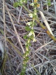 Aspalathus hispida hispida