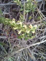 Aspalathus hispida hispida