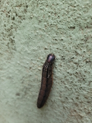 Brassolis sophorae