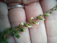 Aspalathus hispida hispida