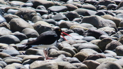 Haematopus leucopodus