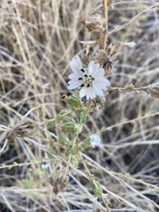 Blepharizonia plumosa