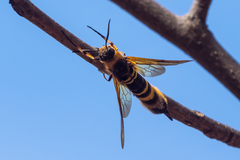 Eriotremex formosanus