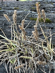 Plantago maritima