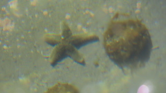 Anasterias antarctica