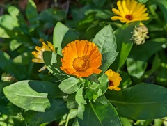 Calendula officinalis