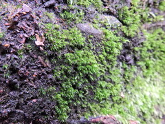 Dicranella heteromalla