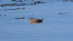 Lophonetta specularioides