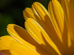 Calendula officinalis