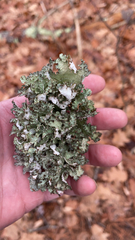 Platismatia tuckermanii