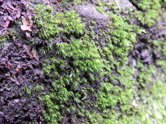Dicranella heteromalla