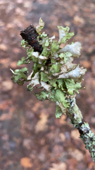 Tuckermanopsis orbata