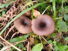 Pseudoclitocybe