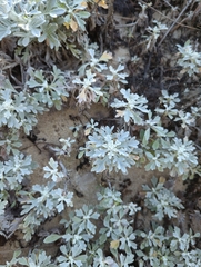 Artemisia stelleriana