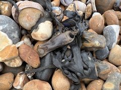 Scyliorhinus canicula