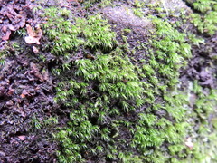 Dicranella heteromalla