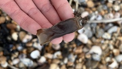 Scyliorhinus canicula