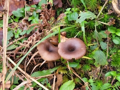 Pseudoclitocybe