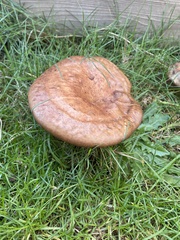 Paxillus cuprinus