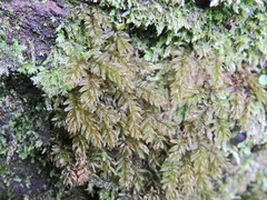 Mnium hornum