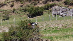 Haematopus leucopodus