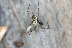 Argiope picta