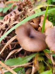 Pseudoclitocybe