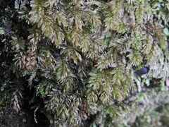 Mnium hornum