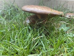 Paxillus cuprinus