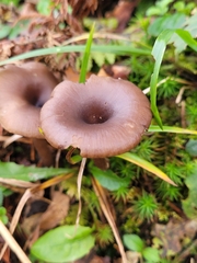 Pseudoclitocybe