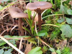 Pseudoclitocybe