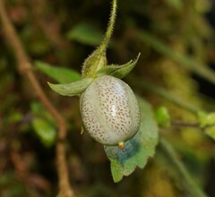 Fieldia australis
