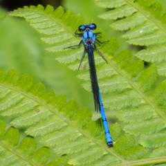 Argia