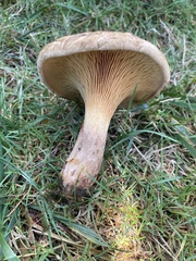 Paxillus cuprinus