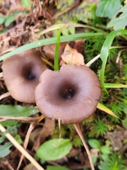 Pseudoclitocybe