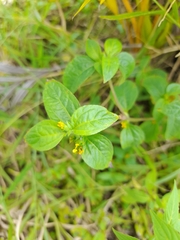 Synedrella nodiflora