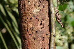 Atopomyrmex mocquerysi