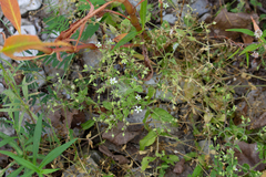 Stellaria aquatica