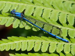 Argia