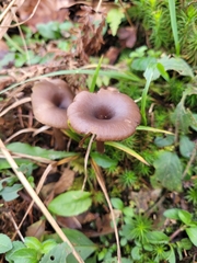 Pseudoclitocybe