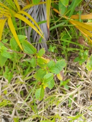 Synedrella nodiflora