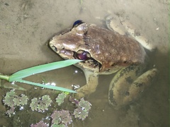 Limnonectes macrodon