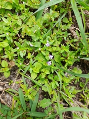 Torenia crustacea