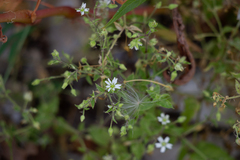 Stellaria aquatica
