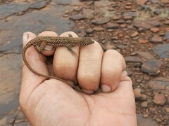 Pedioplanis lineoocellata